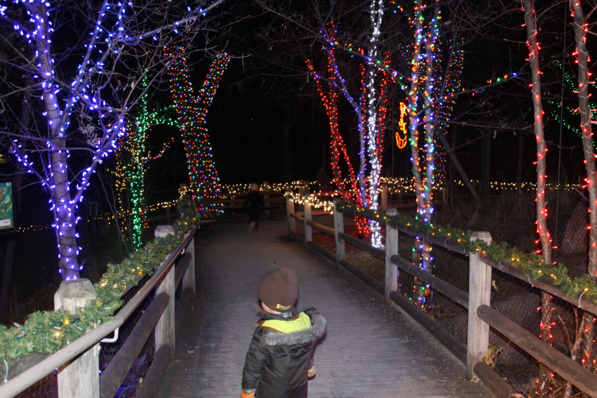 Let there be lights! Enjoy the animals and Christmas cheer at annual